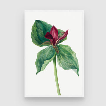 Crimson Grace – Elegant Botanical Wall Art Print 2 : 3 Vertical Premium Wall Art Canvas by MeriDeewar