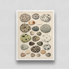 Easter/ Birds /Oken Eggs Vintage Poster 3 : 4 Vertical New Premium Wall Art Canvas by MeriDeewar