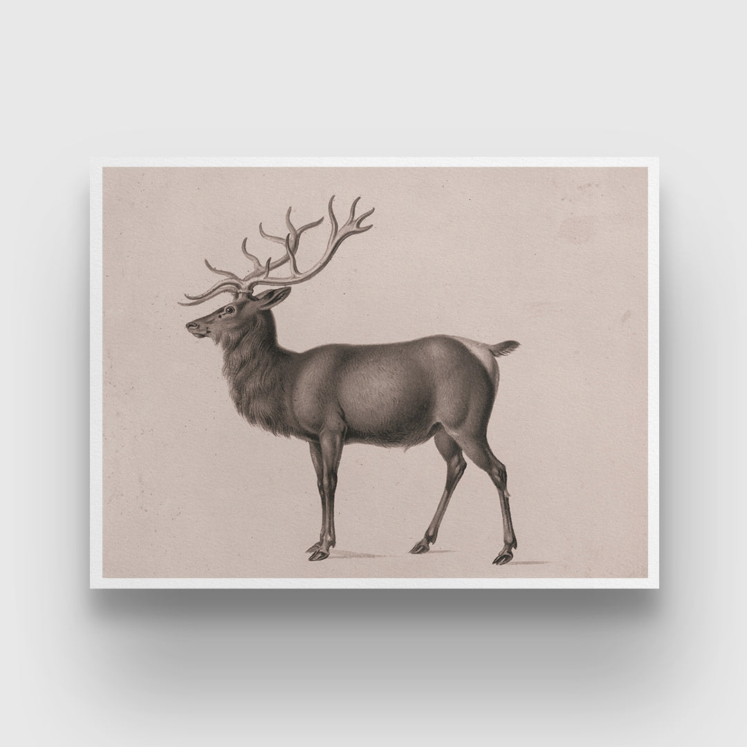 European Elk by Peter Rindisbacher 3 : 4 Horizontal New Premium Wall Art Canvas by MeriDeewar