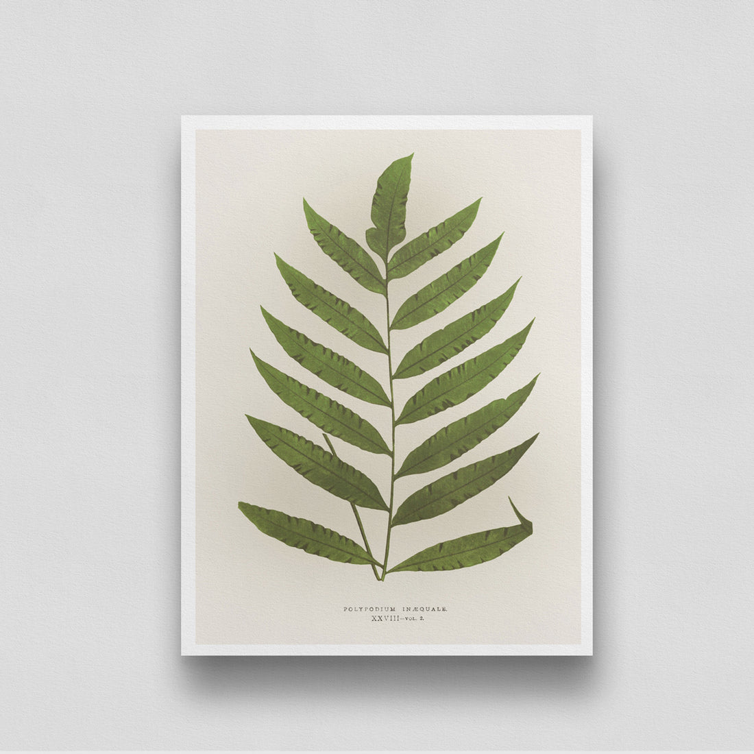 Fern Leaf Vintage Artwork 3 : 4 Vertical New Premium Wall Art Canvas by MeriDeewar