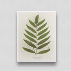 Fern Leaf Vintage Artwork 3 : 4 Vertical New Premium Wall Art Canvas by MeriDeewar