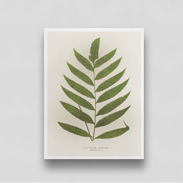 Fern Leaf Vintage Artwork 3 : 4 Vertical New Premium Wall Art Canvas by MeriDeewar