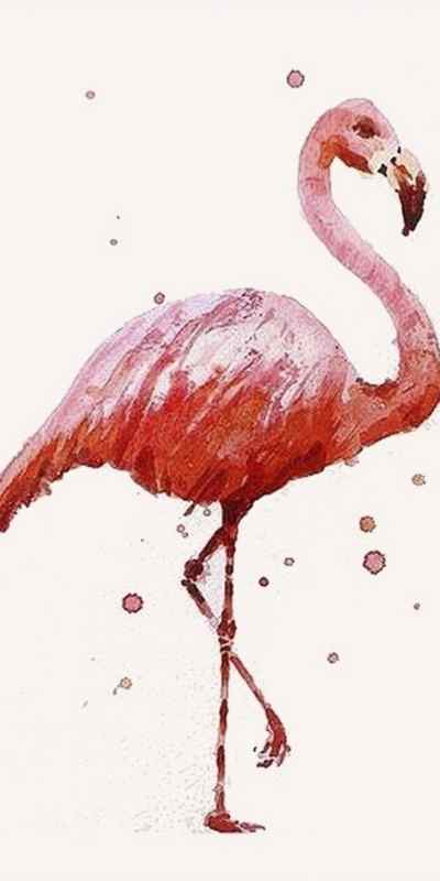 Flamingo