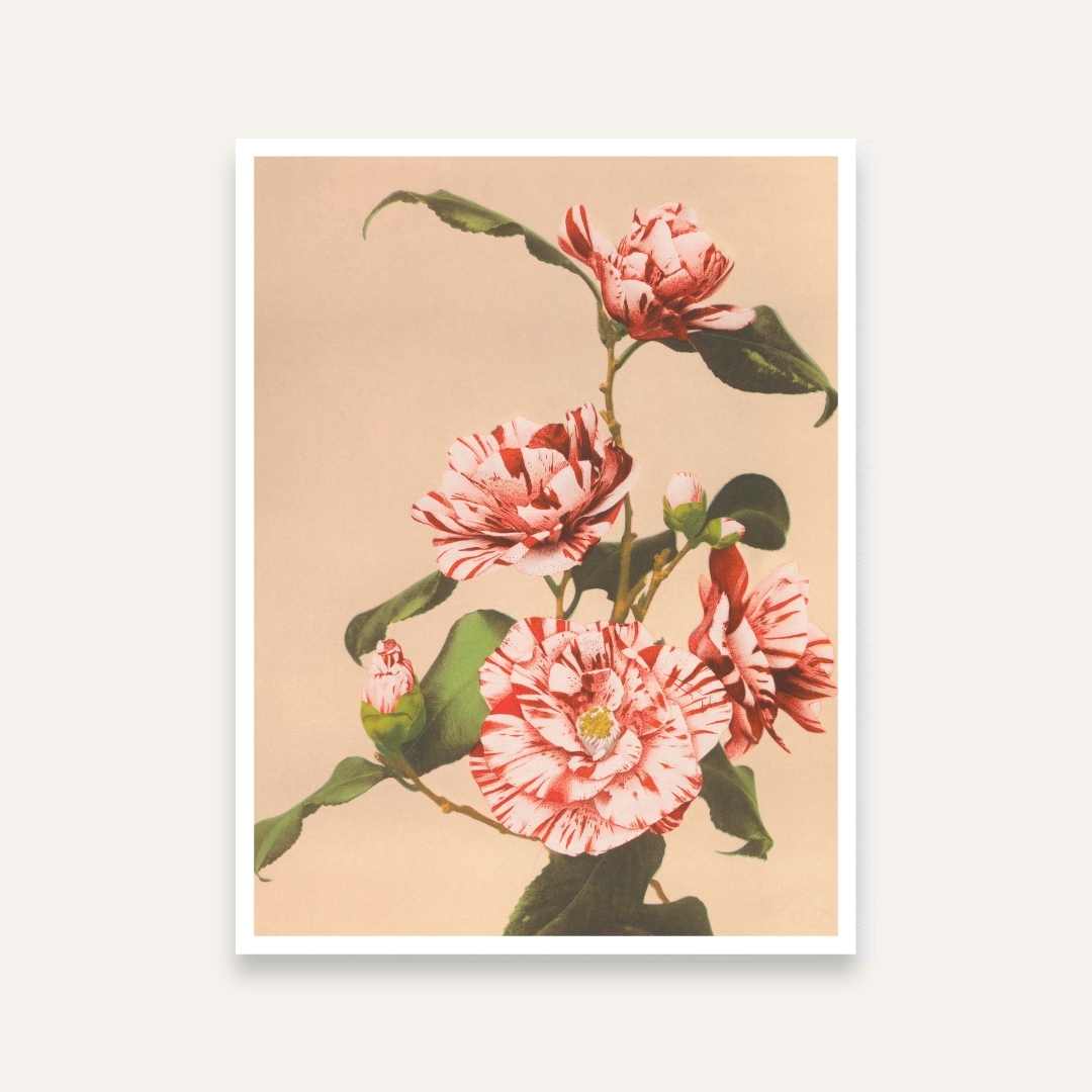 Floral Painting for Living Room – Striped Camellias Vintage Flower Wall Art | Giclée Print 4 :5 Vertical Premium Wall Art Canvas by MeriDeewar