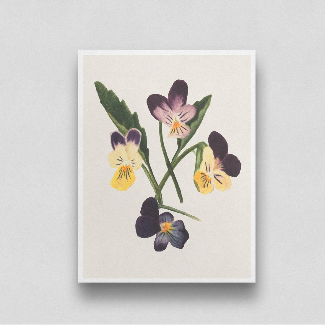 Four Purple Flowers/ Untitled Pansies by Mary Vaux Walcott 3 : 4 Vertical New Premium Wall Art Canvas by MeriDeewar