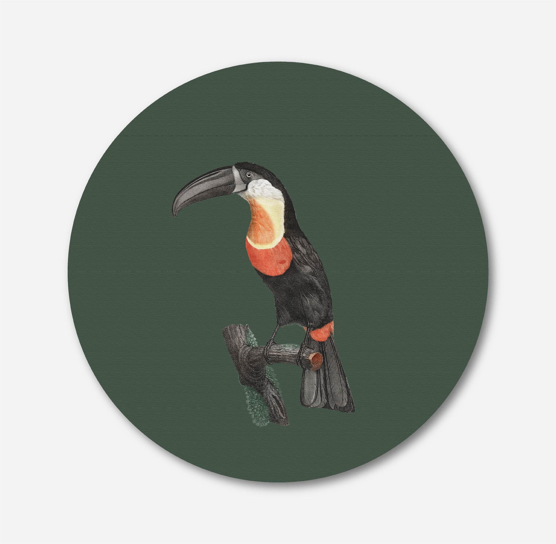 Green-billed Toucan Circular Canvas Frame Circular Canvas Frame Premium Wall Art Canvas by MeriDeewar