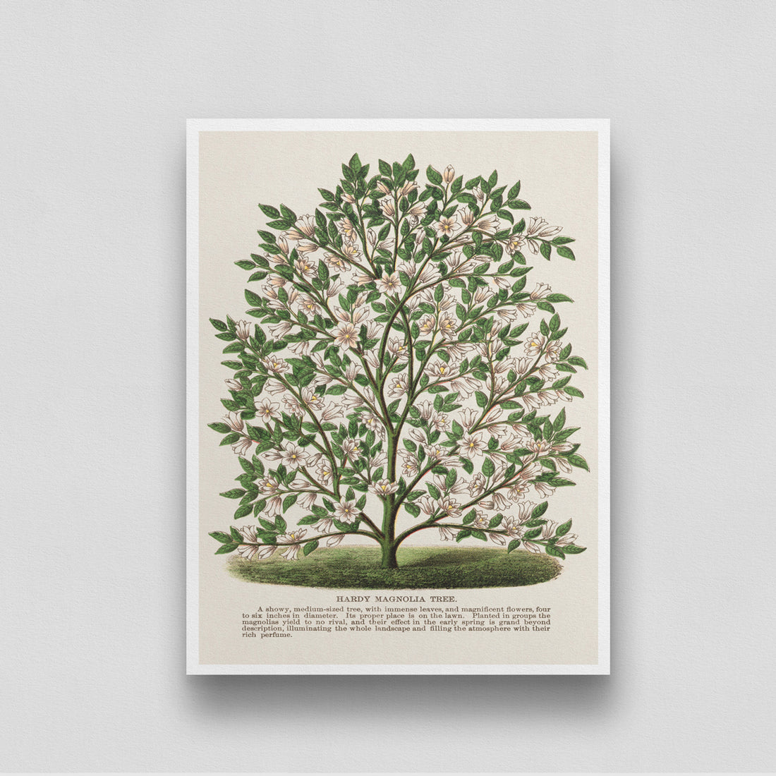 Hardy Magnolia tree Botany Plant Livingroom Art 3 : 4 Vertical New Premium Wall Art Canvas by MeriDeewar