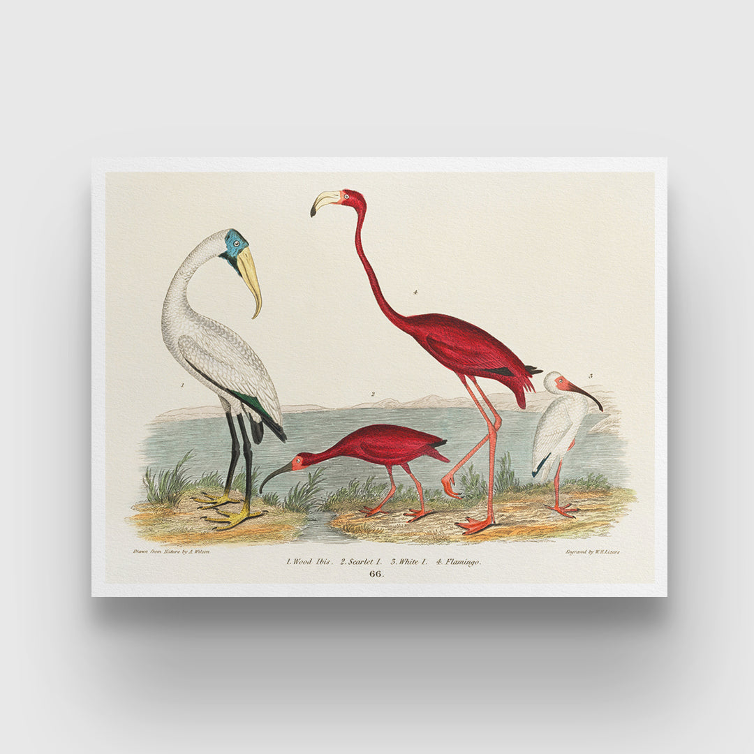 Ibis and Scarlet Flamingo Painting 3 : 4 Horizontal New Premium Wall Art Canvas by MeriDeewar