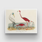 Ibis and Scarlet Flamingo Painting 3 : 4 Horizontal New Premium Wall Art Canvas by MeriDeewar