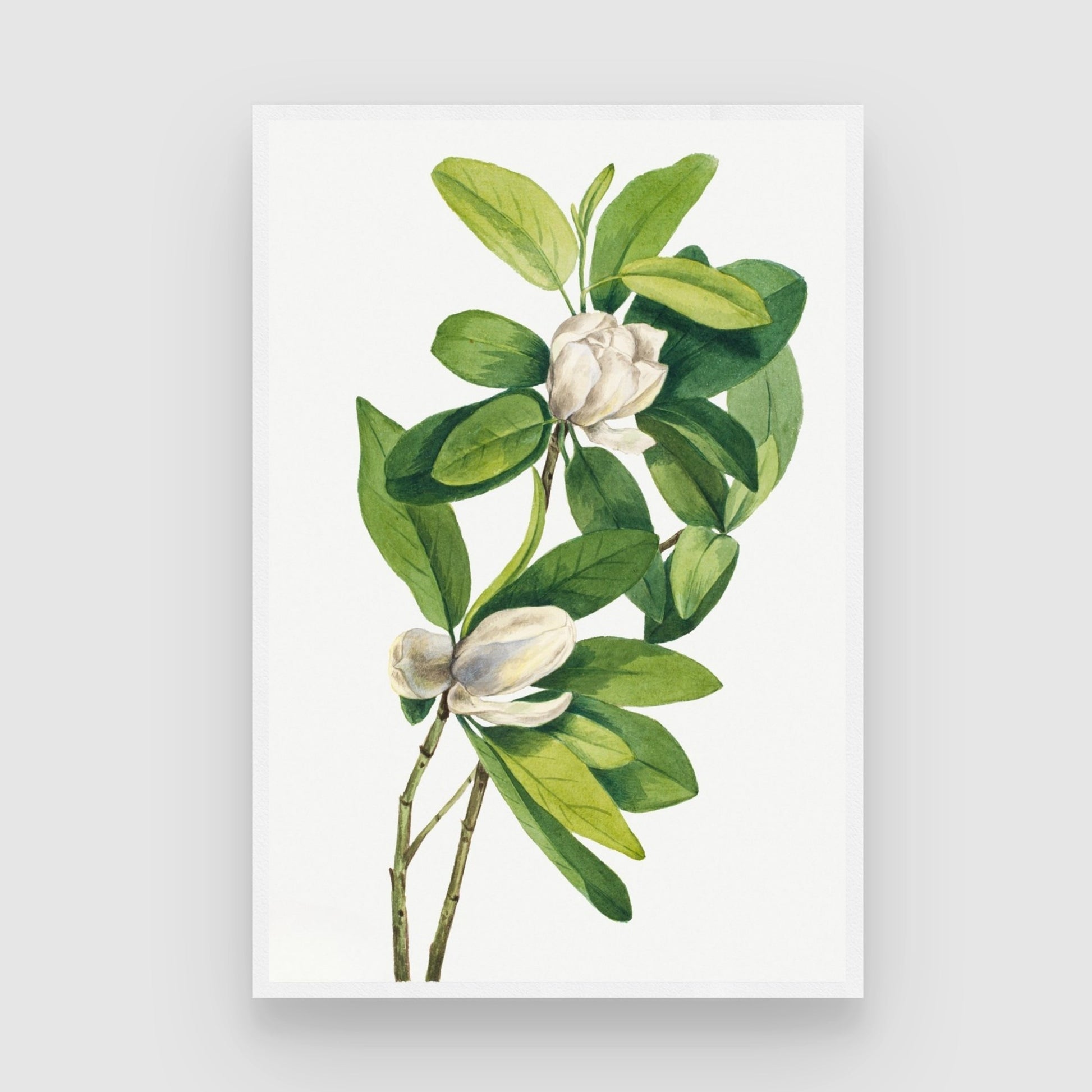 Ivory Bloom – Elegant White Botanical Wall Art Print 2 : 3 Vertical Premium Wall Art Canvas by MeriDeewar
