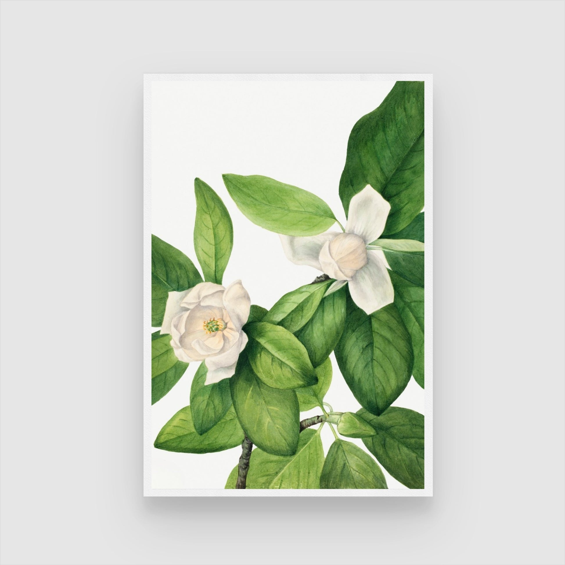 Jasmine Grace – White Bloom Botanical Canvas Wall Art 2 : 3 Vertical Premium Wall Art Canvas by MeriDeewar