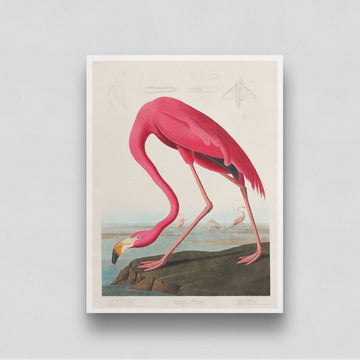 John James Audubon American Flamingo Poster 3 : 4 Vertical New Premium Wall Art Canvas by MeriDeewar
