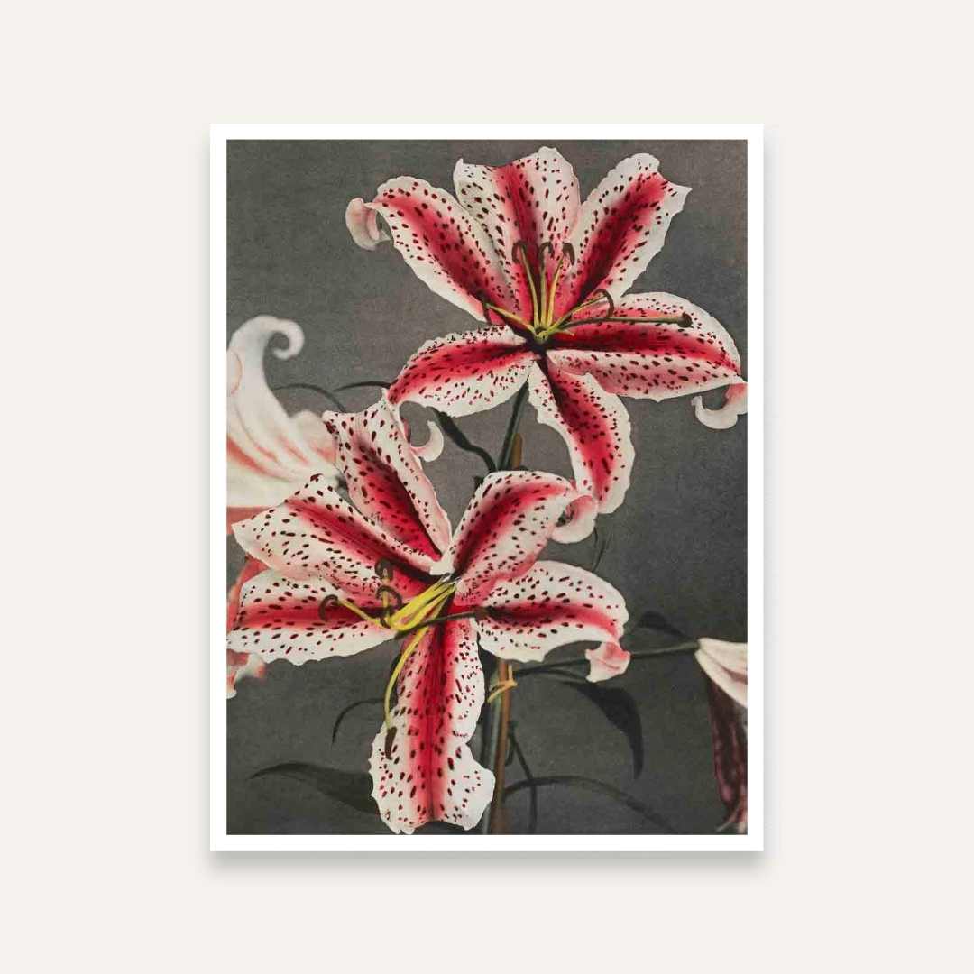 Lily Flower Painting for Living Room | Botanical Wall Art | Giclée Fine Art Print 4 :5 Vertical Premium Wall Art Canvas by MeriDeewar