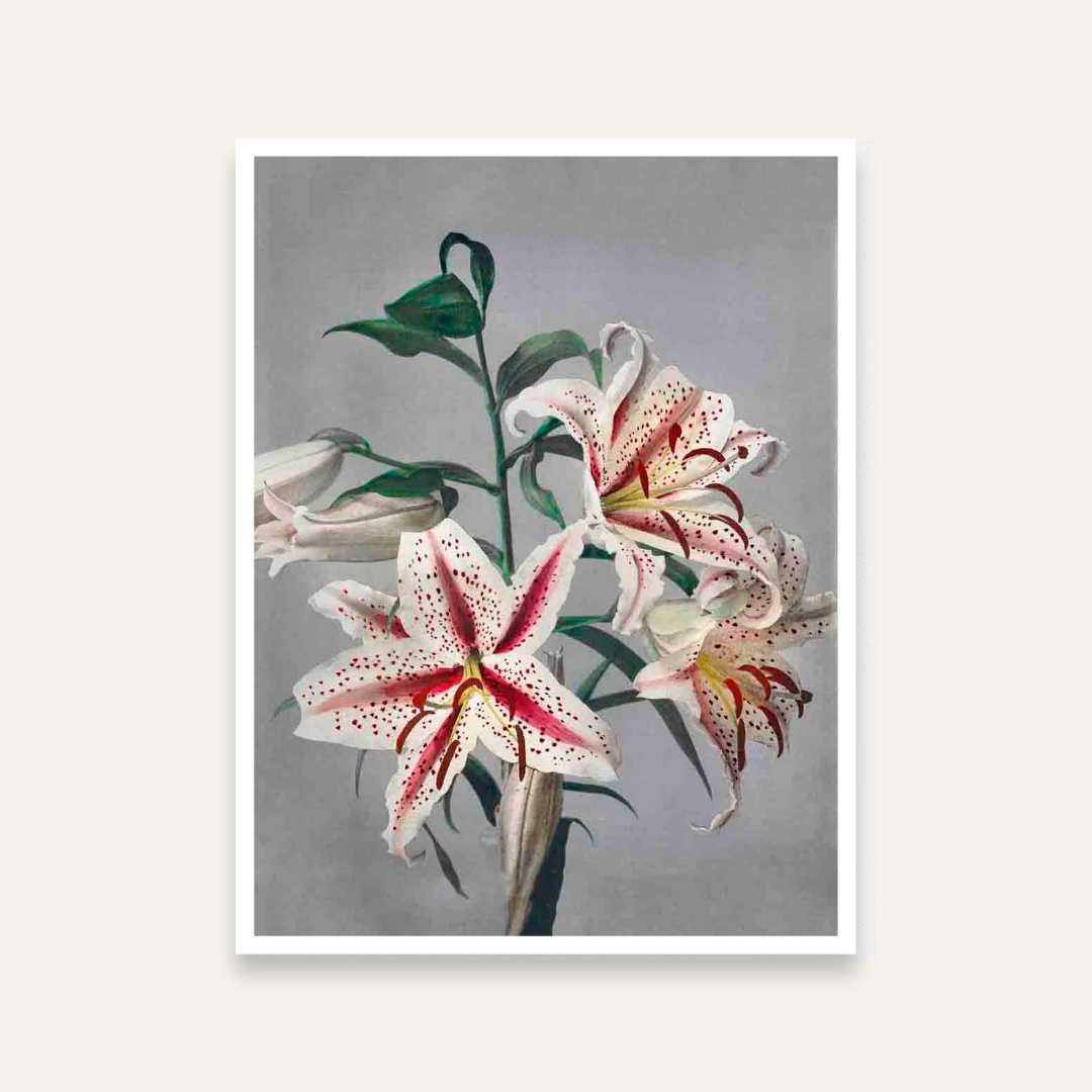 Lily Flower Painting for Living Room | Elegant Floral Wall Art | Giclée Fine Art Print 3 : 4 Vertical Premium Wall Art Canvas by MeriDeewar