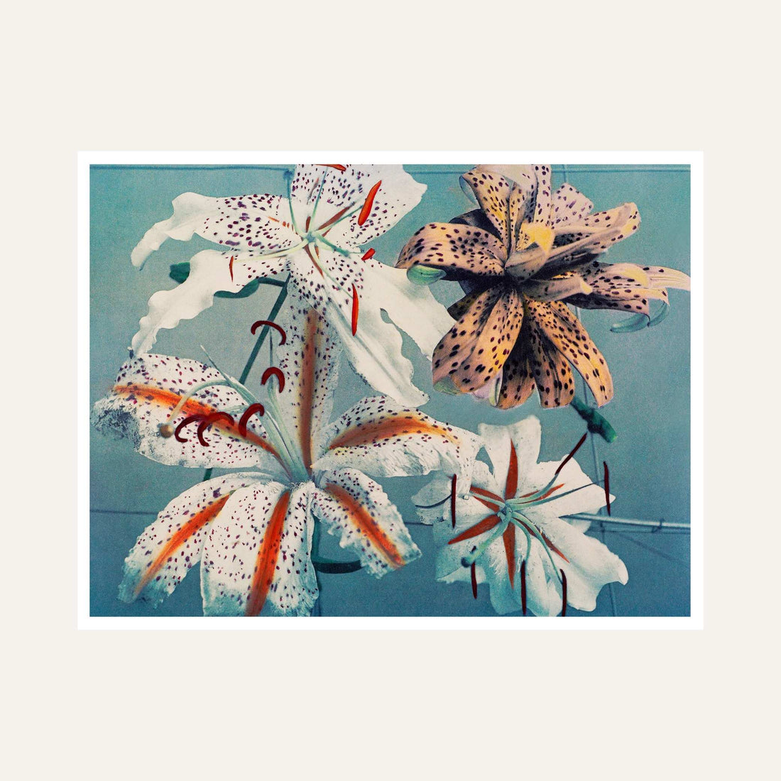 Lily Flower Painting for Living Room | Vintage Floral Wall Art by Ogawa Kazumasa 6 : 5 Horizontal Premium Wall Art Canvas by MeriDeewar