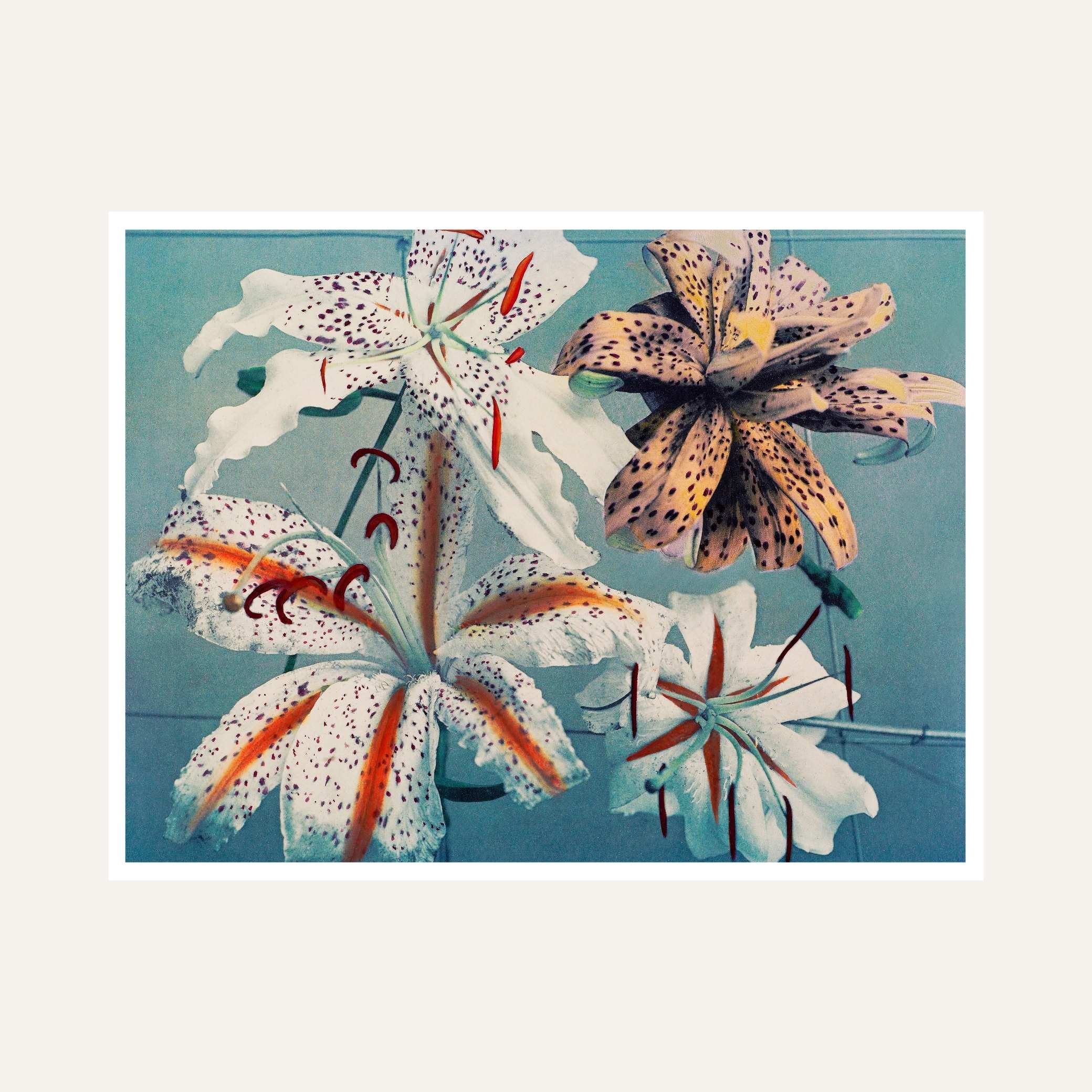 Lily Flower Painting for Living Room | Vintage Floral Wall Art by Ogawa Kazumasa 6 : 5 Horizontal Premium Wall Art Canvas by MeriDeewar