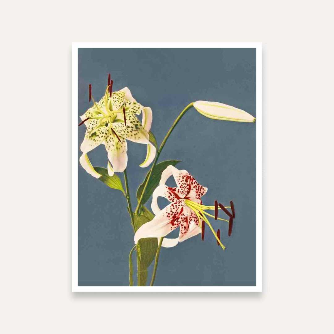 Lily Flower Painting for Living Room | Vintage Japanese Floral Wall Art | Giclée Print 3 : 4 Vertical Premium Wall Art Canvas by MeriDeewar
