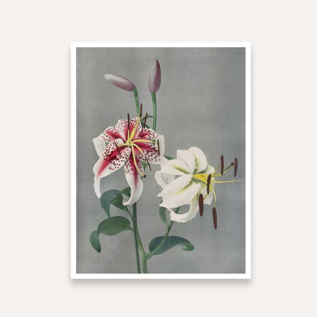 Lily Flower Painting for Living Room | Vintage Japanese Floral Wall Art | Giclée Print 4 :5 Vertical Premium Wall Art Canvas by MeriDeewar