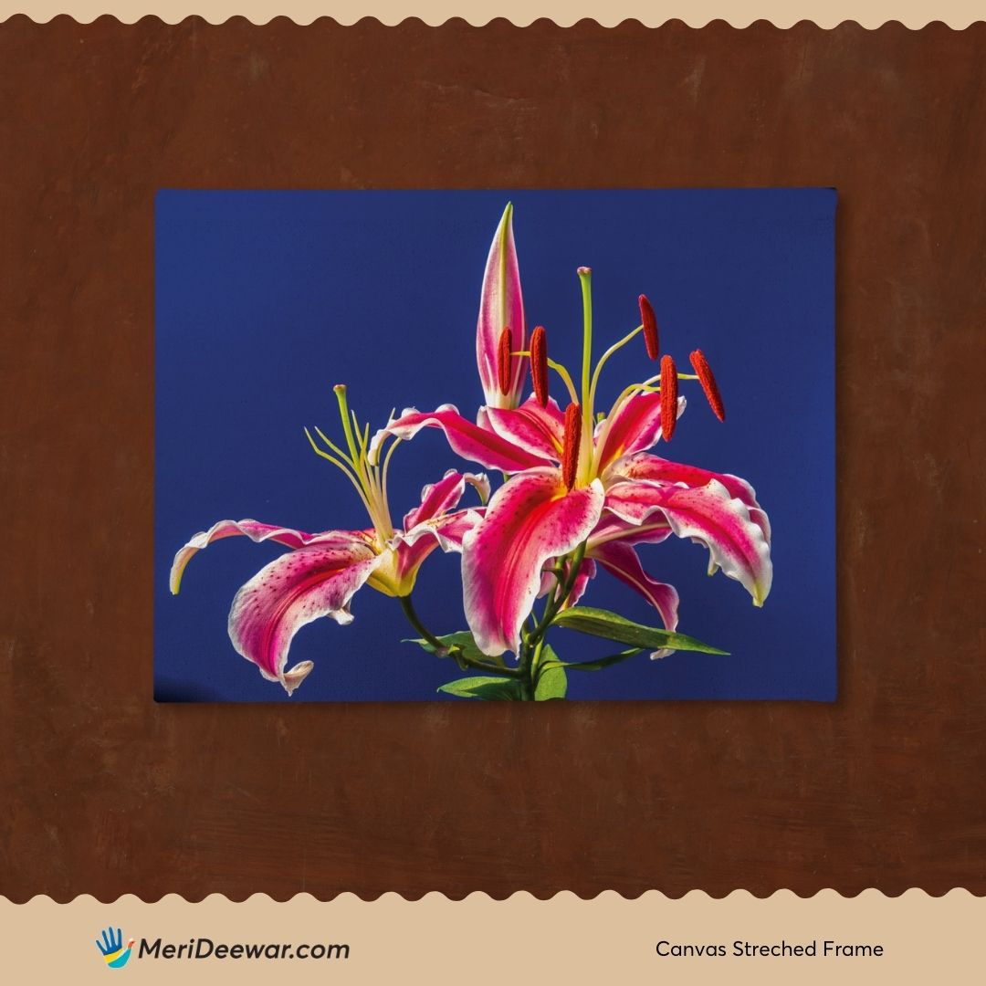 Lily Stargazer Flower 3 : 4 Horizontal New Premium Wall Art Canvas by MeriDeewar