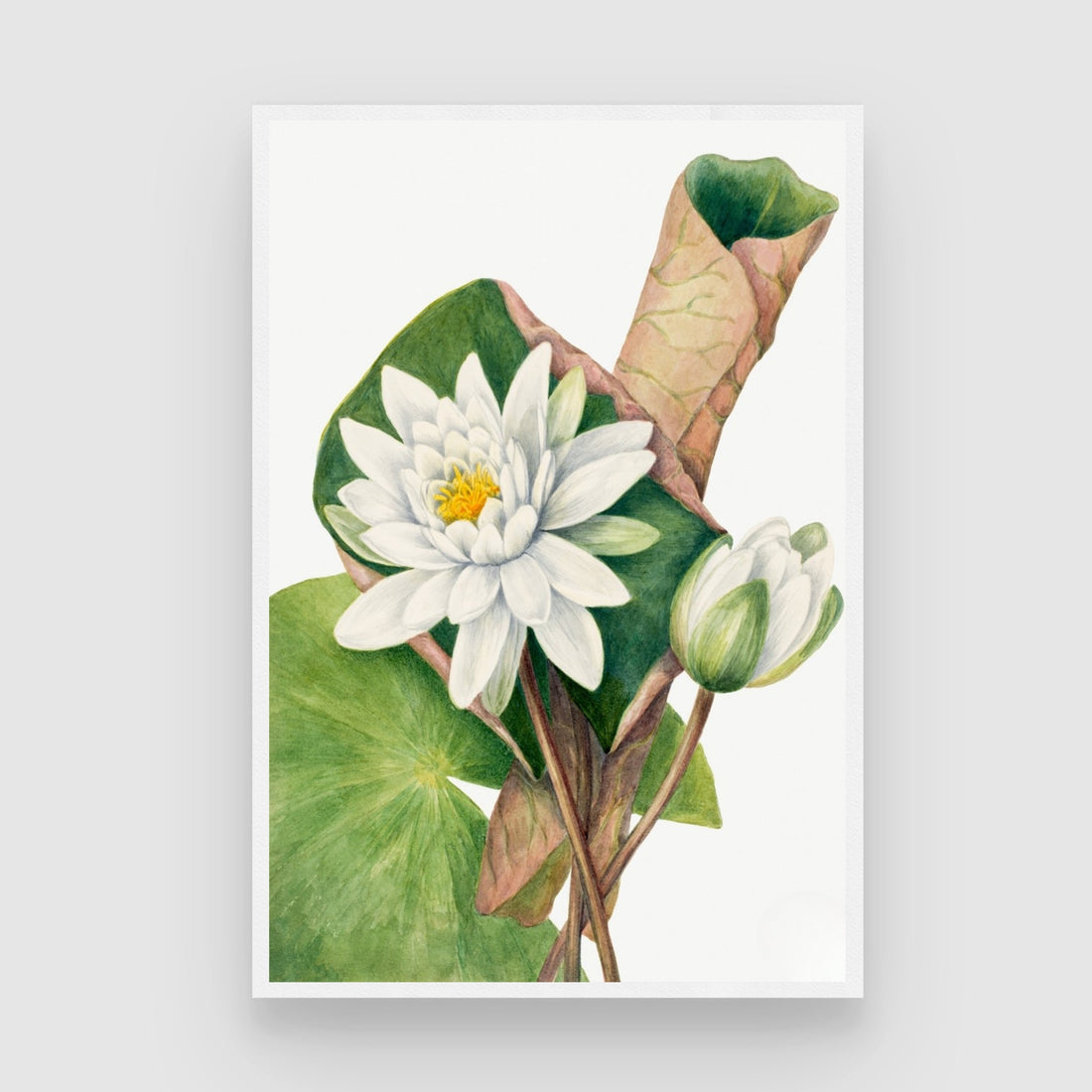 Lotus Serenity – White Lotus Botanical Wall Art Print 2 : 3 Vertical Premium Wall Art Canvas by MeriDeewar