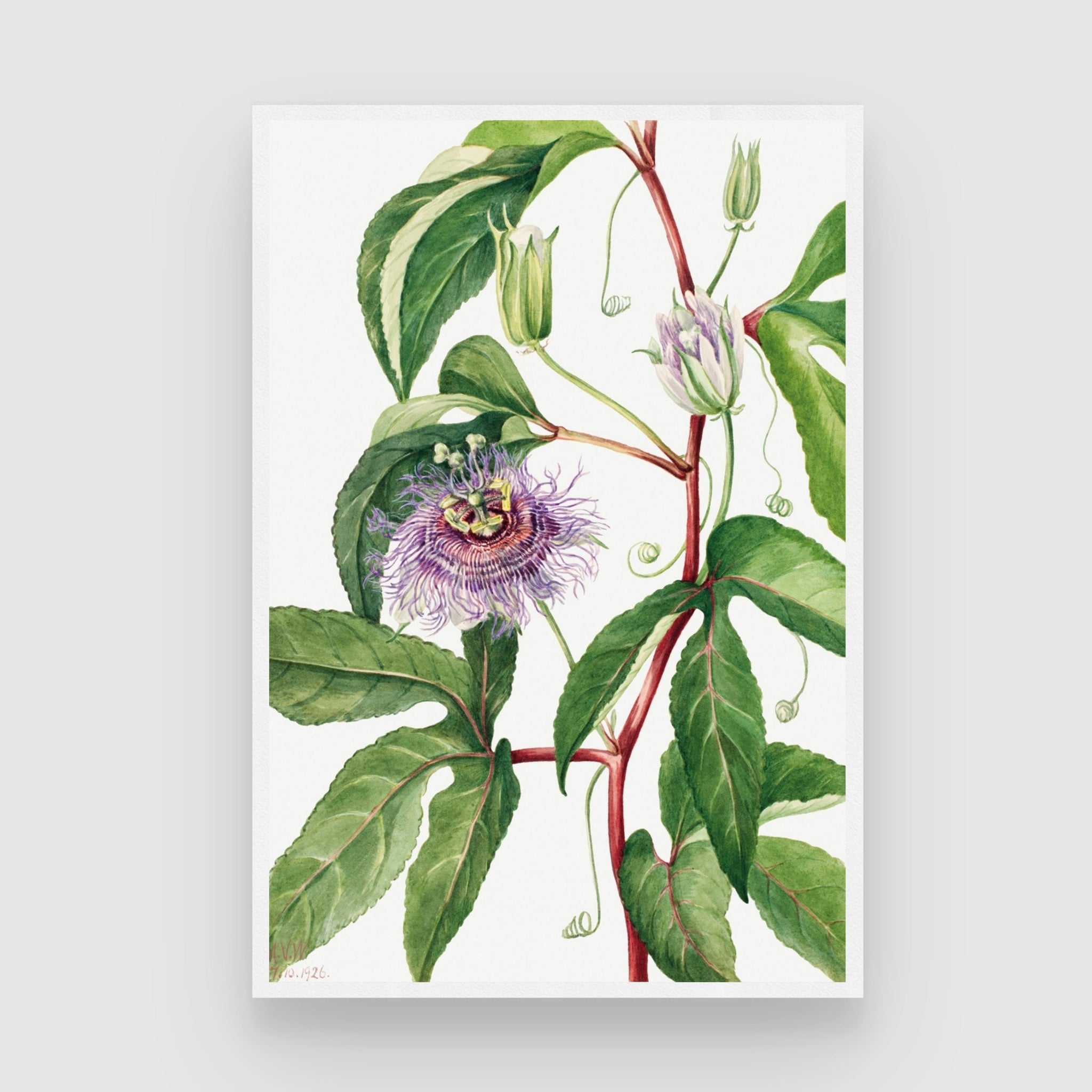 Mystic Bloom – Purple Passionflower Botanical Wall Art Print 2 : 3 Vertical Premium Wall Art Canvas by MeriDeewar