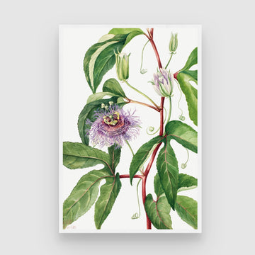 Mystic Bloom – Purple Passionflower Botanical Wall Art Print 2 : 3 Vertical Premium Wall Art Canvas by MeriDeewar
