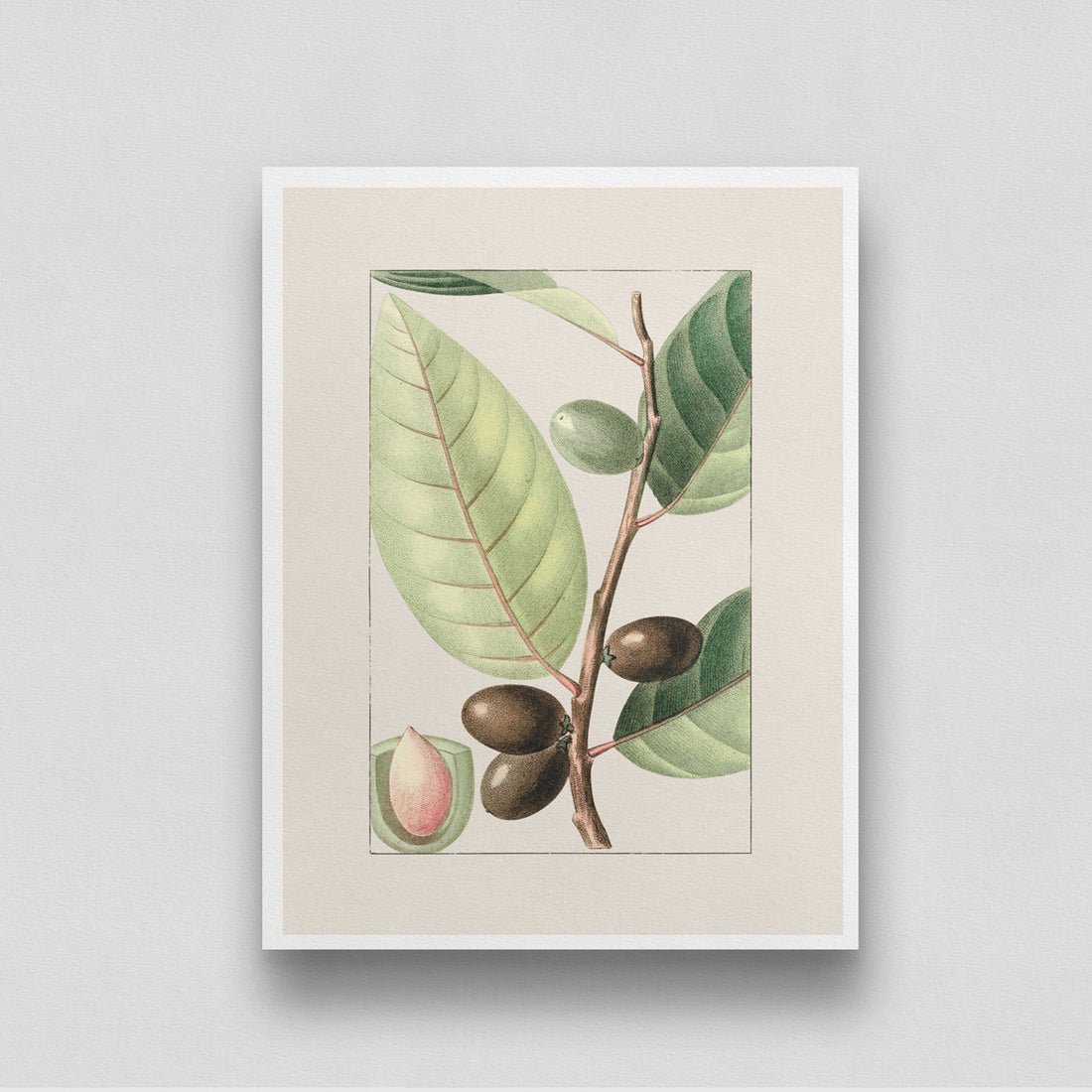 Olive Branch of Tree 3 : 4 Vertical New Premium Wall Art Canvas by MeriDeewar
