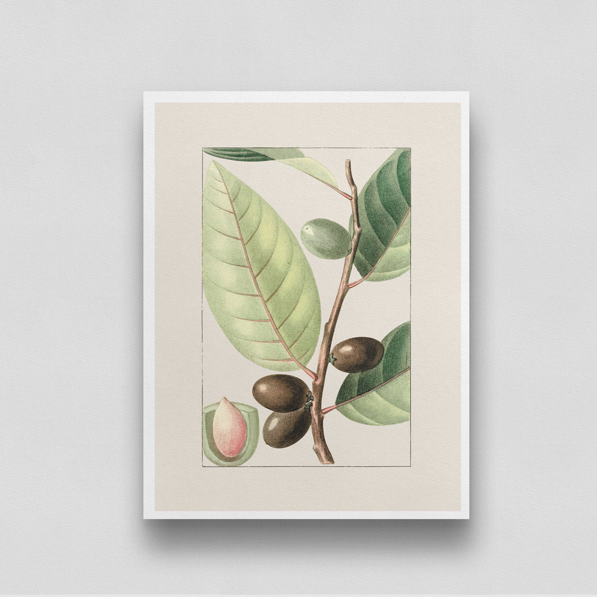 Olive Branch of Tree 3 : 4 Vertical New Premium Wall Art Canvas by MeriDeewar