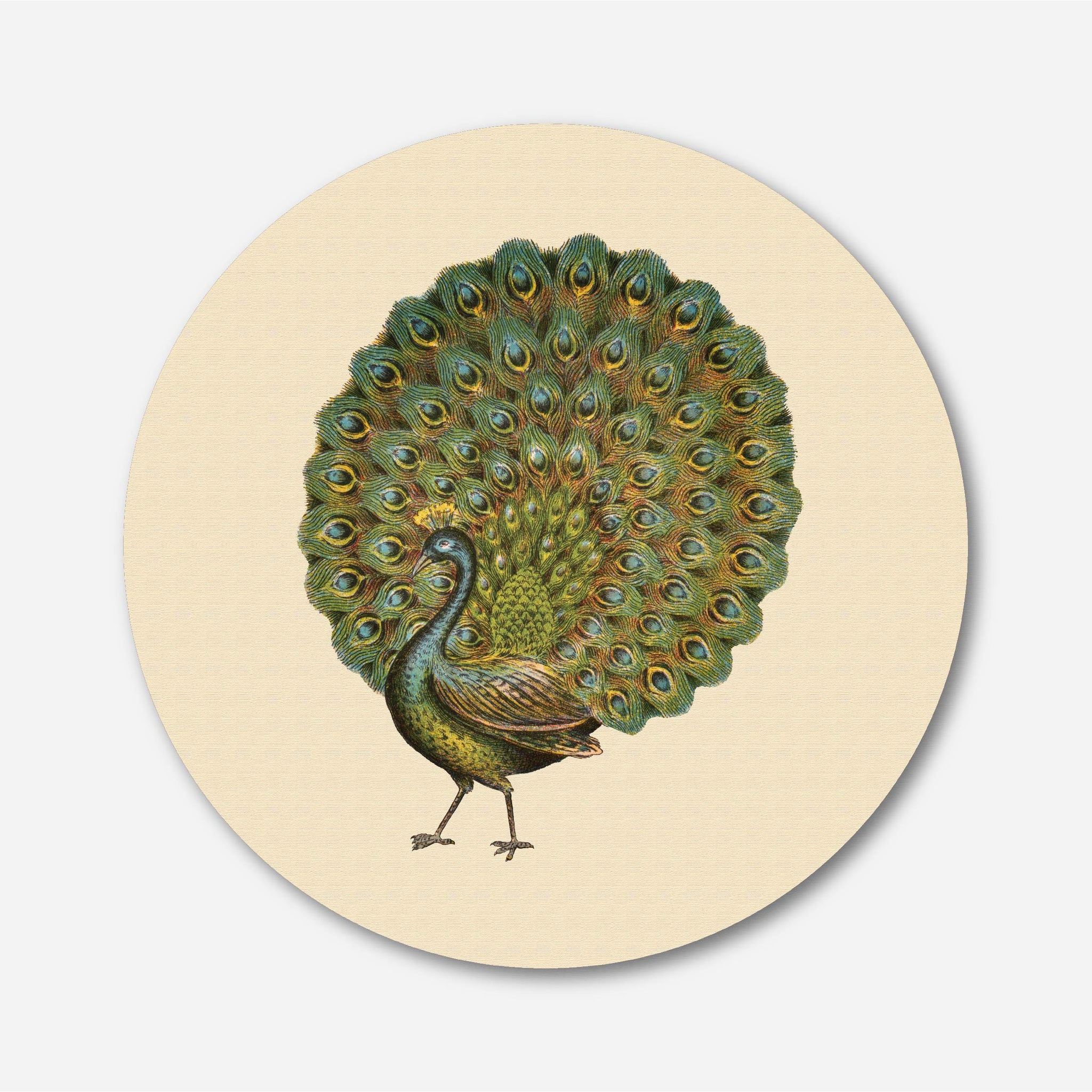 Peacock Painting Circular Canvas Frame Circular Canvas Frame Premium Wall Art Canvas by MeriDeewar