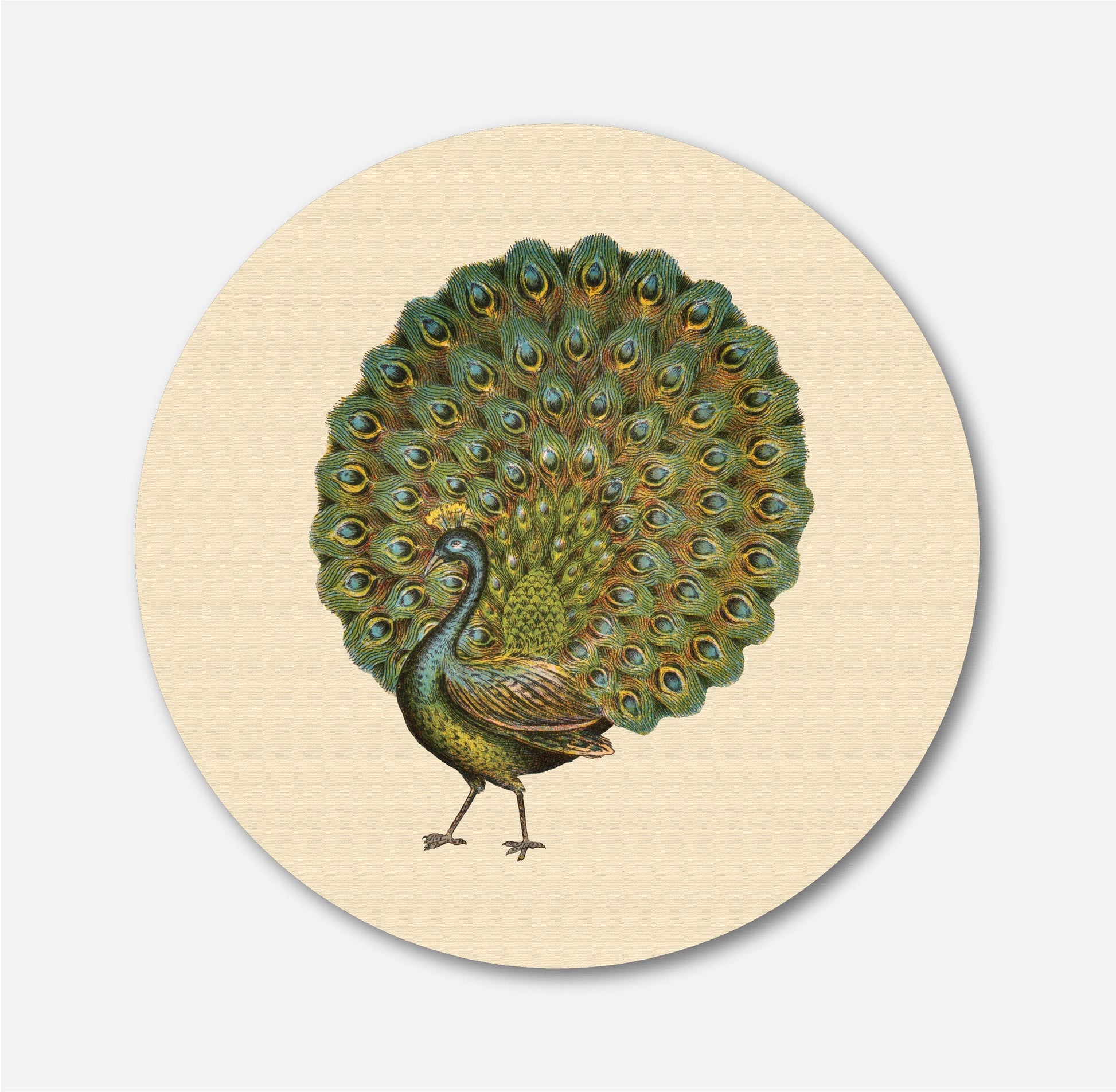 Peacock Painting Circular Canvas Frame Circular Canvas Frame Premium Wall Art Canvas by MeriDeewar