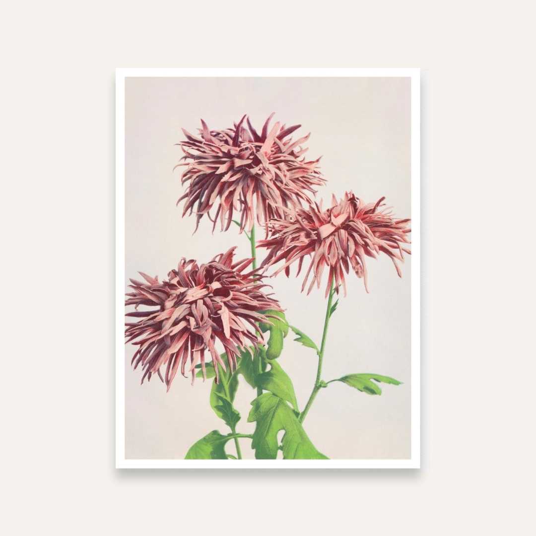 Pink Chrysanthemum Floral Painting for Living Room | Vintage Botanical Wall Art | Giclée Print 3 : 4 Vertical Premium Wall Art Canvas by MeriDeewar