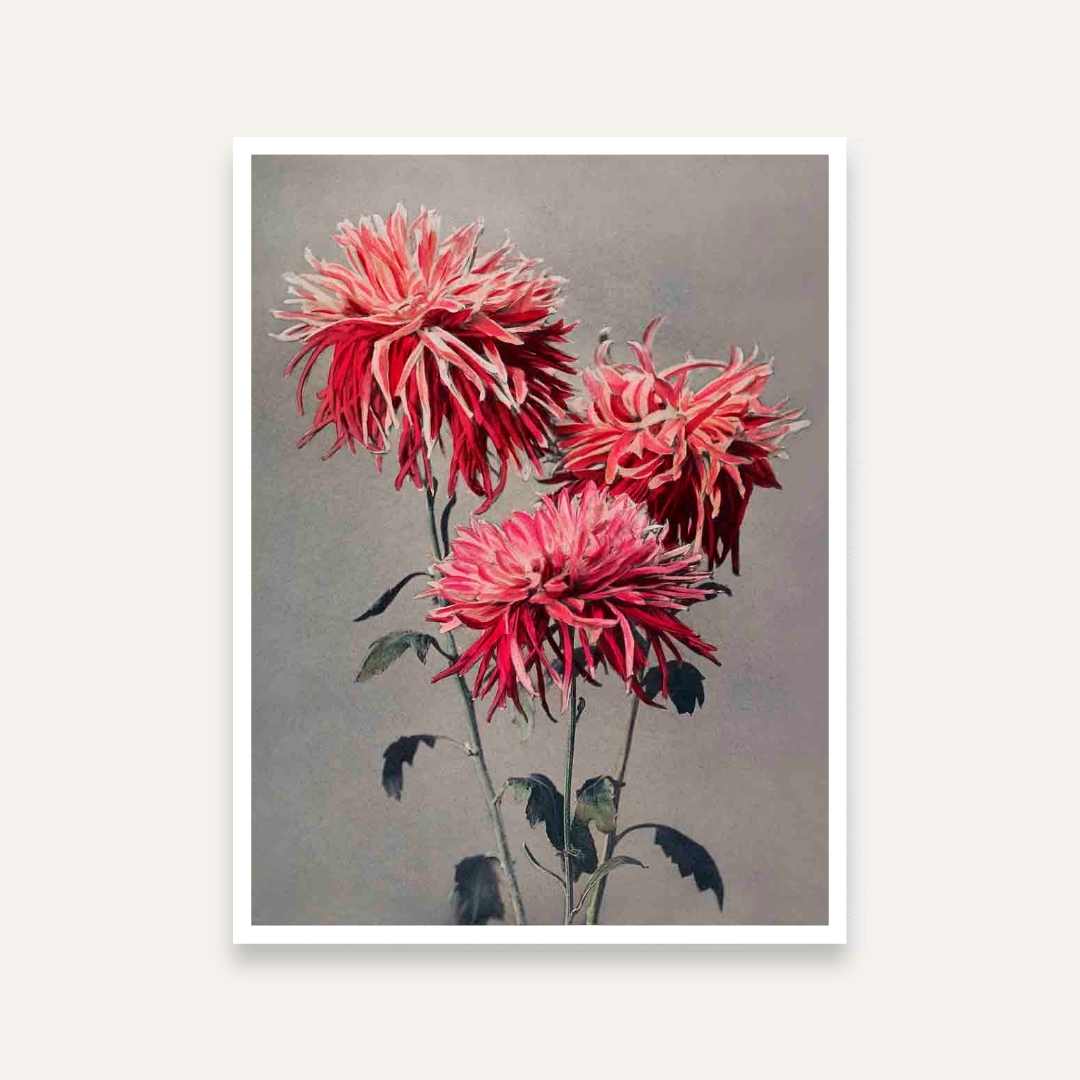Pink Dahlia Flower Painting for Living Room | Vintage Floral Wall Art | Giclée Print 4 :5 Vertical Premium Wall Art Canvas by MeriDeewar