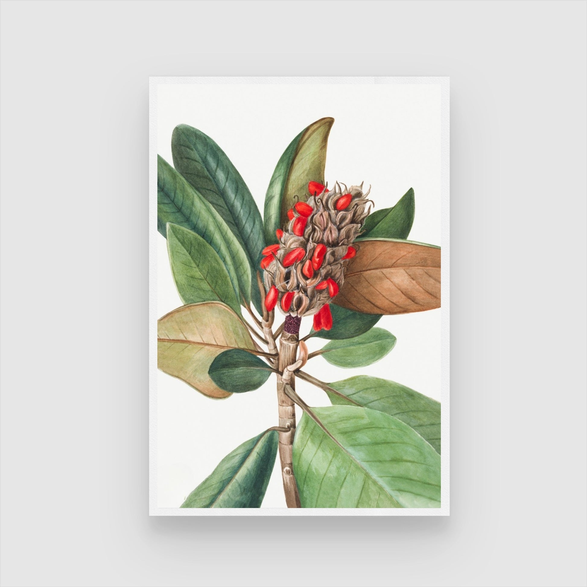 Scarlet Seeds – Botanical Leaf & Pod Canvas Wall Art 2 : 3 Vertical Premium Wall Art Canvas by MeriDeewar