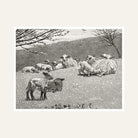 Sheep & Lambs Pastoral Scenery Painting for Living Room | Vintage Nature Wall Art Print 6 : 5 Horizontal Premium Wall Art Canvas by MeriDeewar