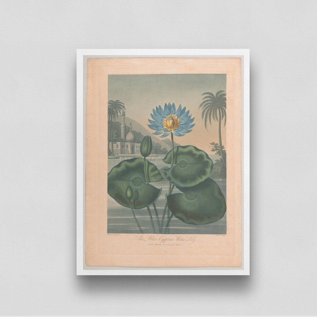 The Blue Egyptian Water Lily Vintage painting 3 : 4 Vertical New Premium Wall Art Canvas by MeriDeewar