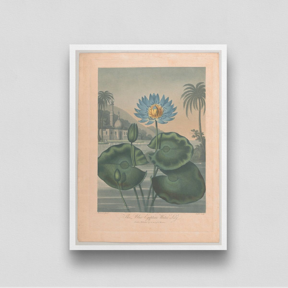 The Blue Egyptian Water Lily Vintage painting 3 : 4 Vertical New Premium Wall Art Canvas by MeriDeewar