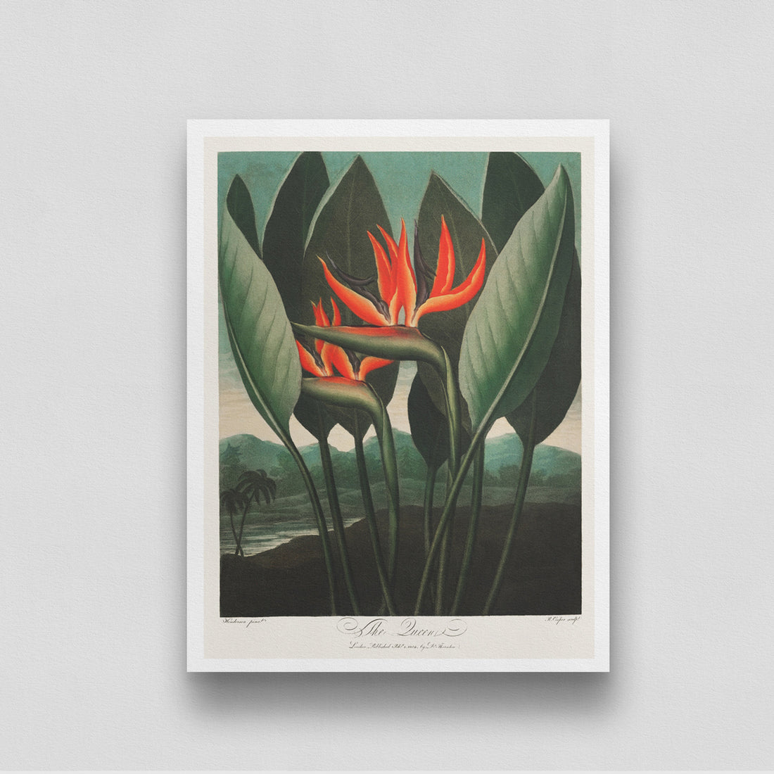 The Lueen Vintage plant poster 3 : 4 Vertical New Premium Wall Art Canvas by MeriDeewar