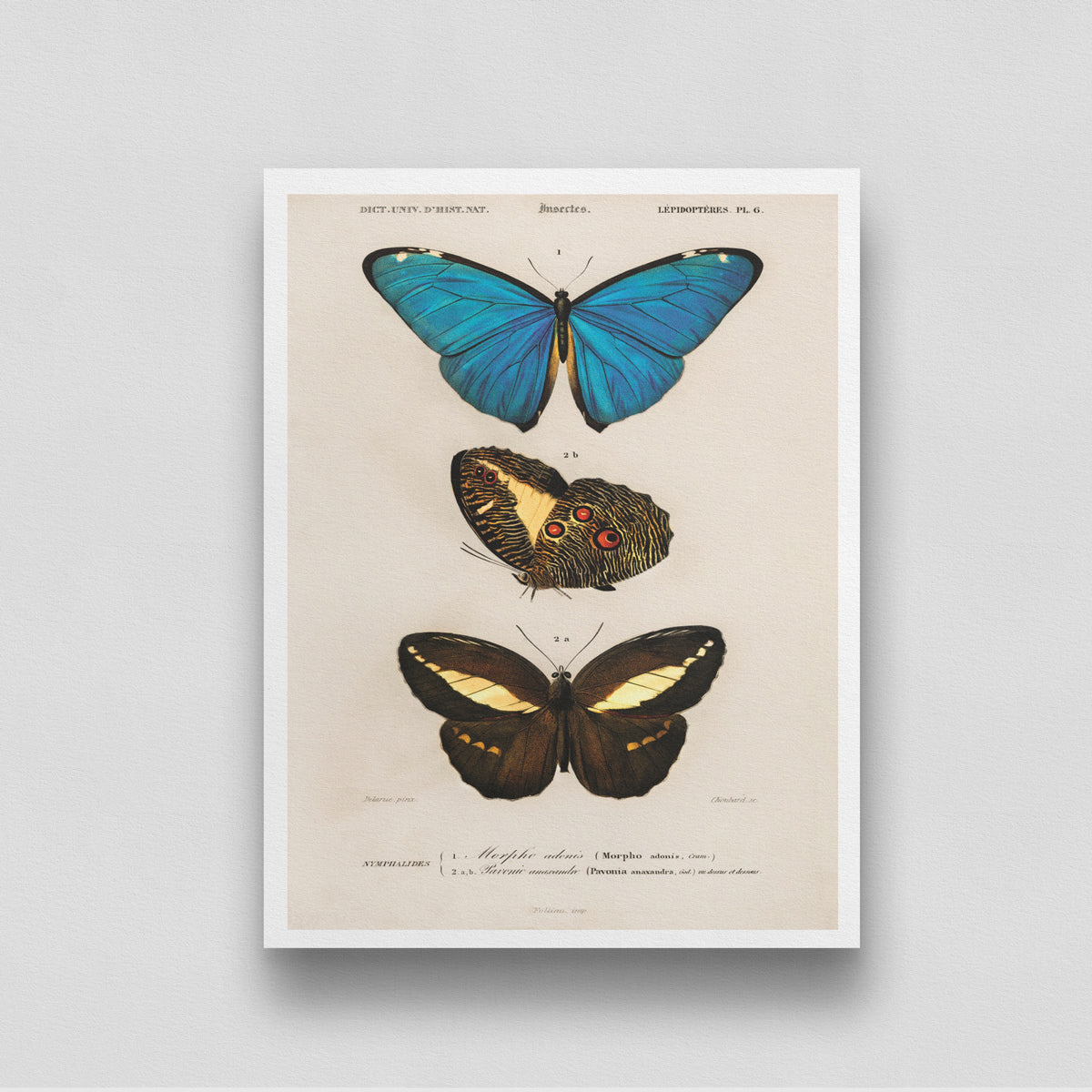 Three Colorful Butterflies Poster 3 : 4 Vertical New Premium Wall Art Canvas by MeriDeewar