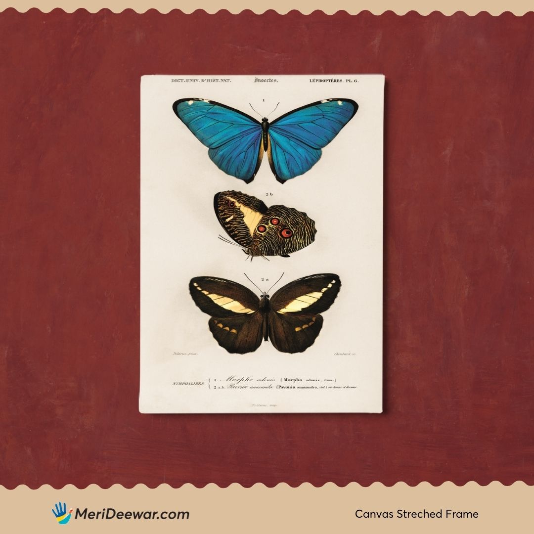 Three Colorful Butterflies Poster 3 : 4 Vertical New Premium Wall Art Canvas by MeriDeewar