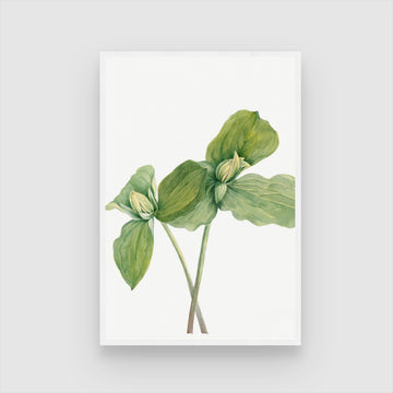 Verdant Harmony – Minimal Botanical Leaf Canvas Wall Art 2 : 3 Vertical Premium Wall Art Canvas by MeriDeewar