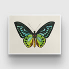Vintage Butterfly Painting 3 : 4 Horizontal New Premium Wall Art Canvas by MeriDeewar