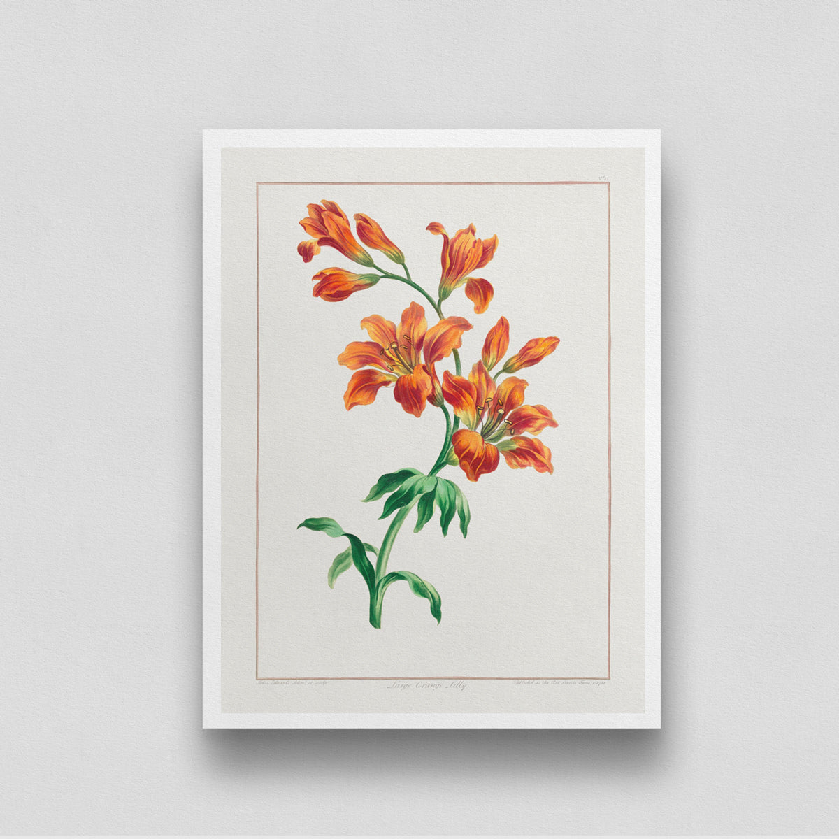 Vintage Flower/ Large Orange Lily by John Edwards 3 : 4 Vertical New Premium Wall Art Canvas by MeriDeewar