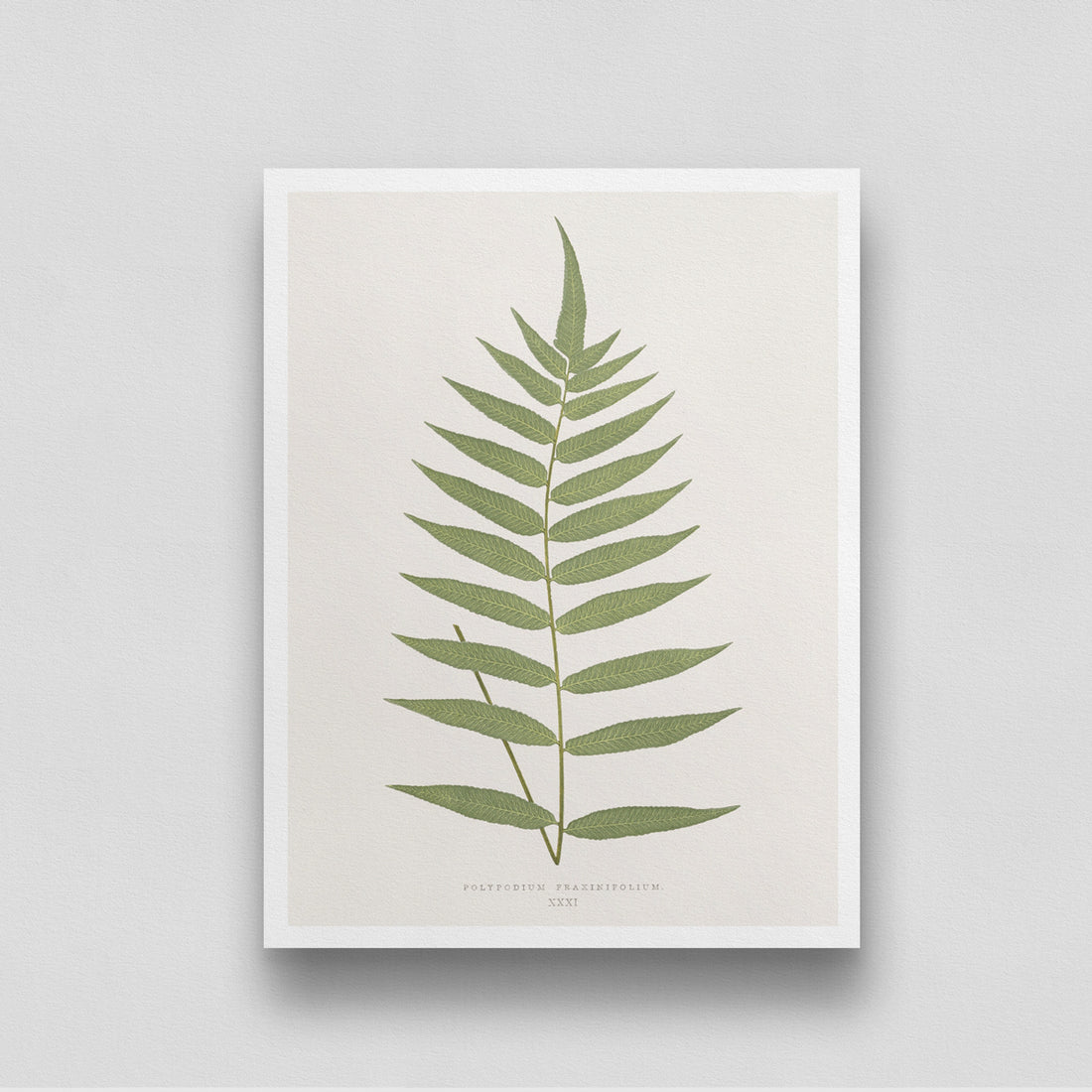 Vintage Green Leaf Poster 3 : 4 Vertical New Premium Wall Art Canvas by MeriDeewar