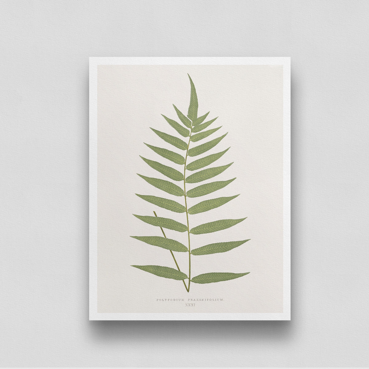 Vintage Green Leaf Poster 3 : 4 Vertical New Premium Wall Art Canvas by MeriDeewar