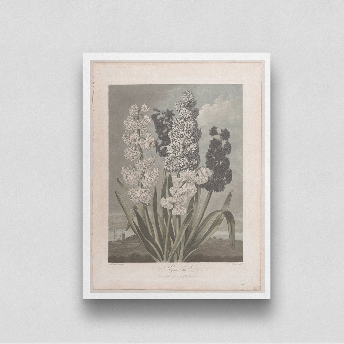 Vintage Lilium Painting 3 : 4 Vertical New Premium Wall Art Canvas by MeriDeewar