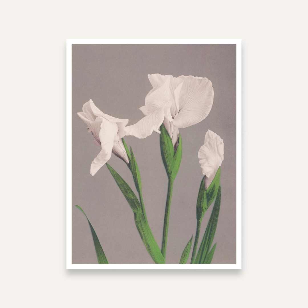 White Iris Floral Painting for Bedroom | Elegant Nature Wall Art | Giclée Fine Art Print 4 :5 Vertical Premium Wall Art Canvas by MeriDeewar