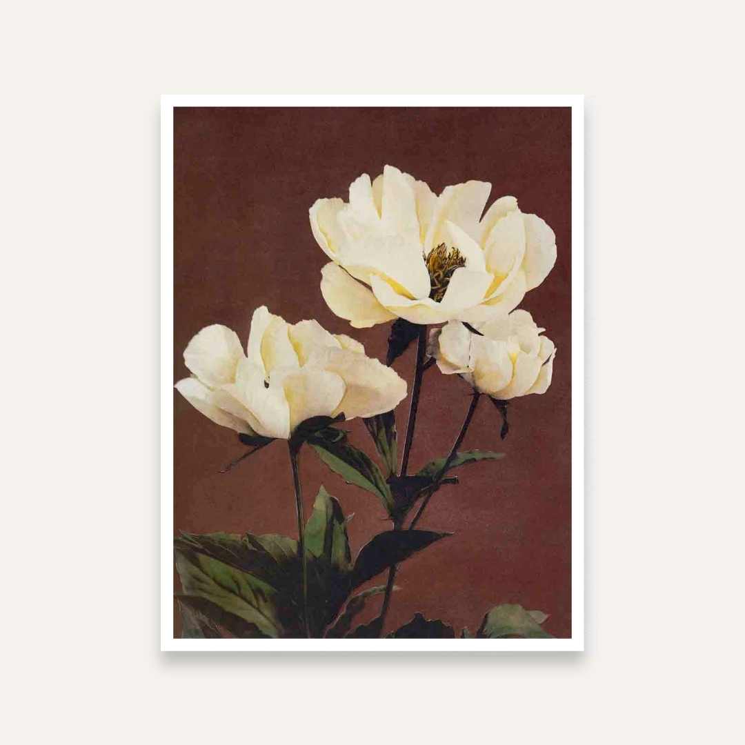 White Peony Flower Painting for Living Room | Vintage Floral Wall Art by Ogawa Kazumasa 4 :5 Vertical Premium Wall Art Canvas by MeriDeewar