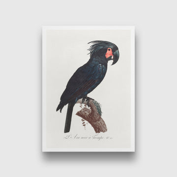 The Palm Cockatoo Probosciger aterrimus from Natural History of Parrots Painting - Meri Deewar