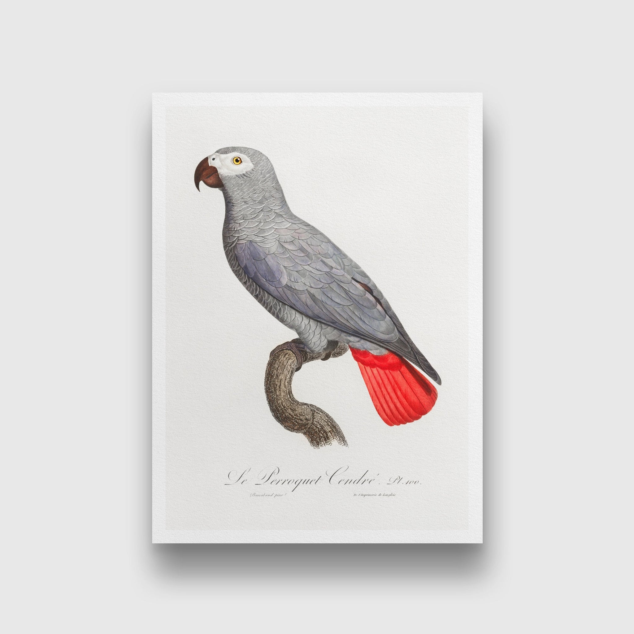 The Grey Parrot, Psittacus erithacus from Natural History of Parrots Painting - Meri Deewar