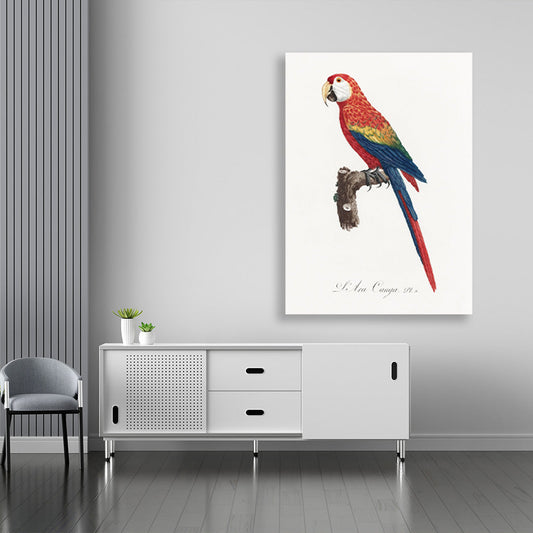 Ara Canga from Natural History of Parrots Painting - Meri Deewar